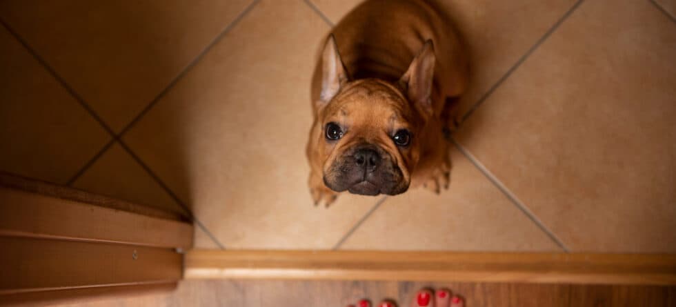 How Do You Know If A Frenchie Is Scared?