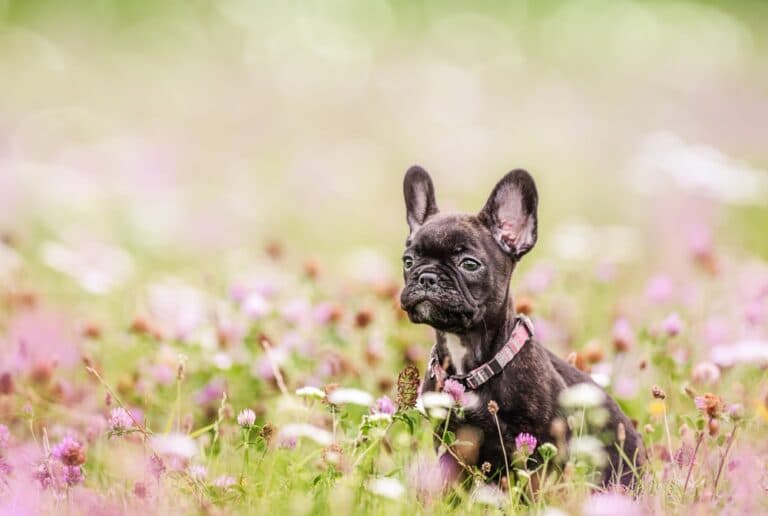 How Do You Pick A Good French Bulldog?