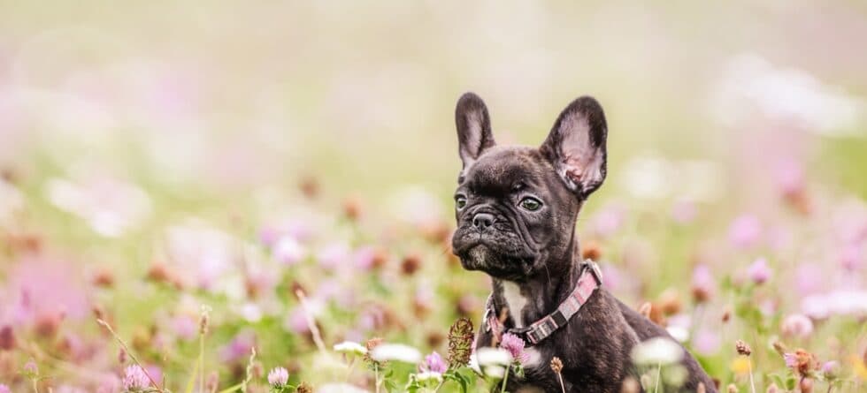 How Do You Pick A Good French Bulldog?