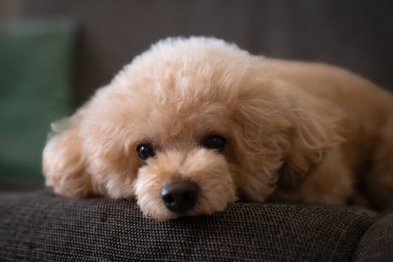 How Do You Relax A Poodle?