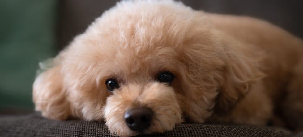 How Do You Relax A Poodle?