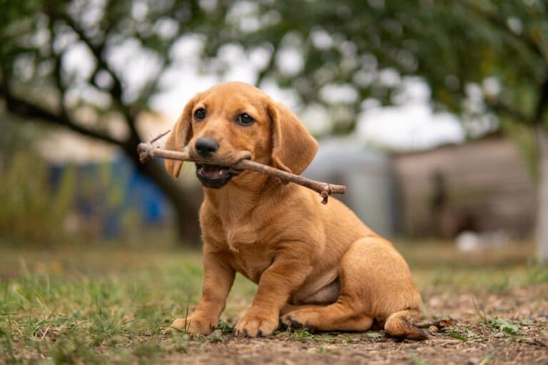 How Do You Show Your Dachshund You Love Them?
