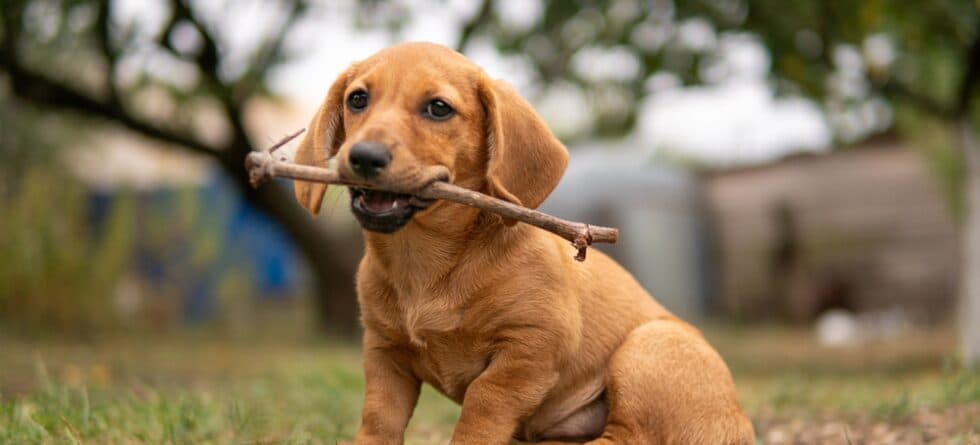 How Do You Show Your Dachshund You Love Them?