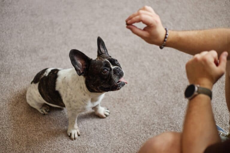 How Do You Train A 6 Month Old French Bulldog?