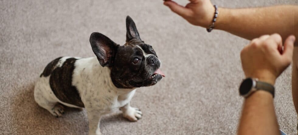 How Do You Train A 6 Month Old French Bulldog?