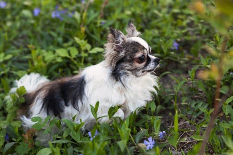 How Long Can A Chihuahua Walk For?
