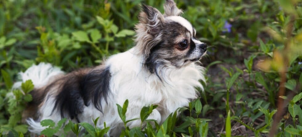 How Long Can A Chihuahua Walk For?