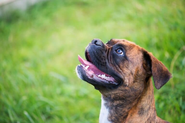 How Long Can Boxers Be Left Alone?