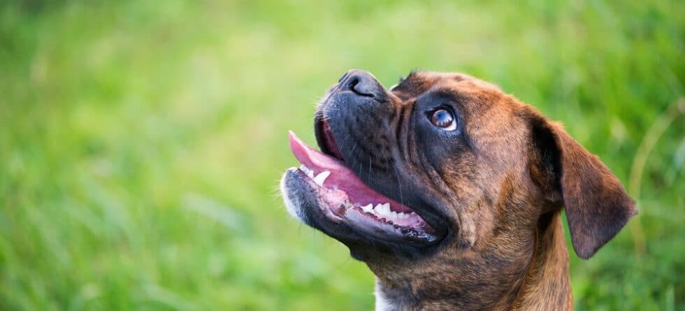 How Long Can Boxers Be Left Alone?