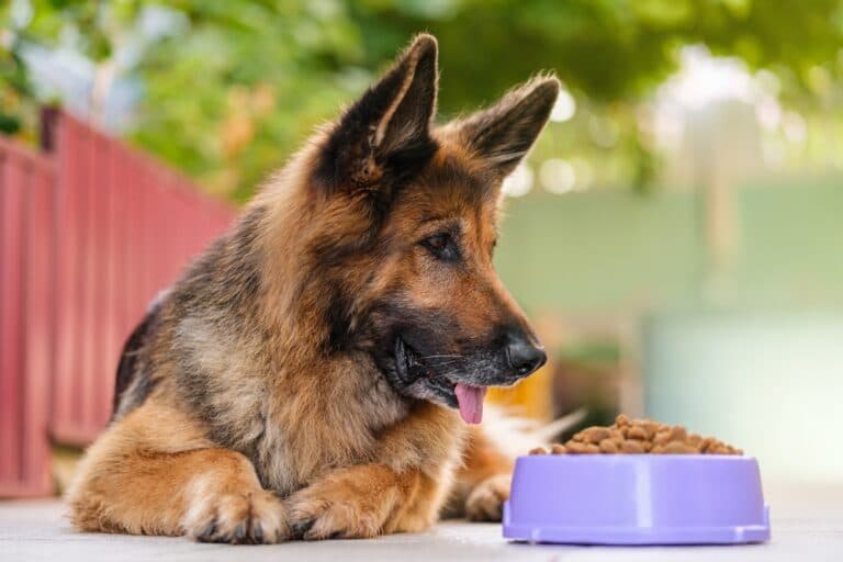 How Many Times A Day Do German Shepherds Eat?