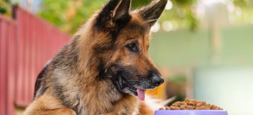 How Many Times A Day Do German Shepherds Eat?