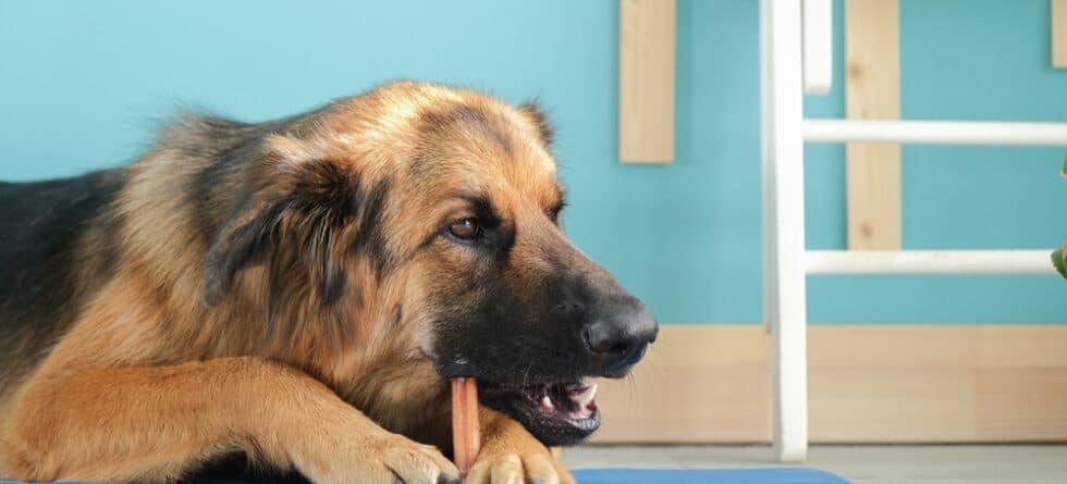 How Many Times A Day Should A German Shepherd Eat?