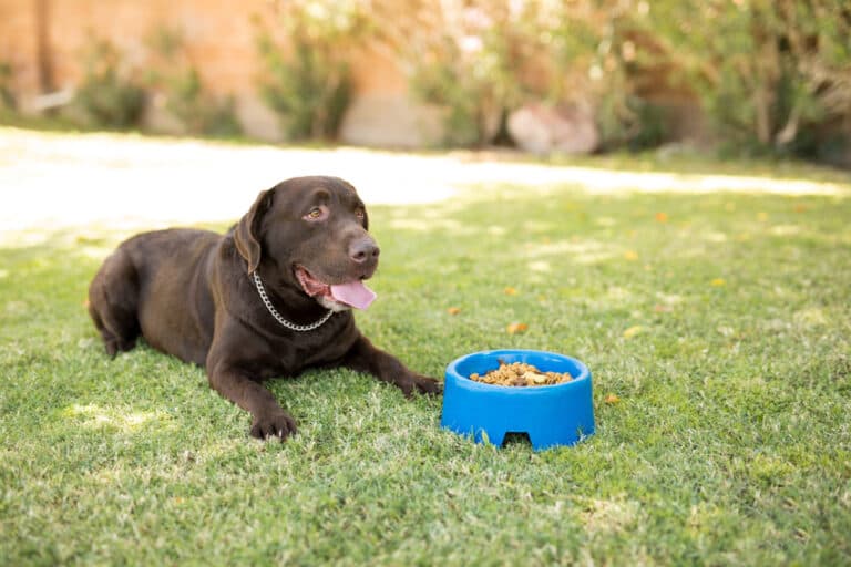 How Many Times A Day Should A Labrador Be Fed?