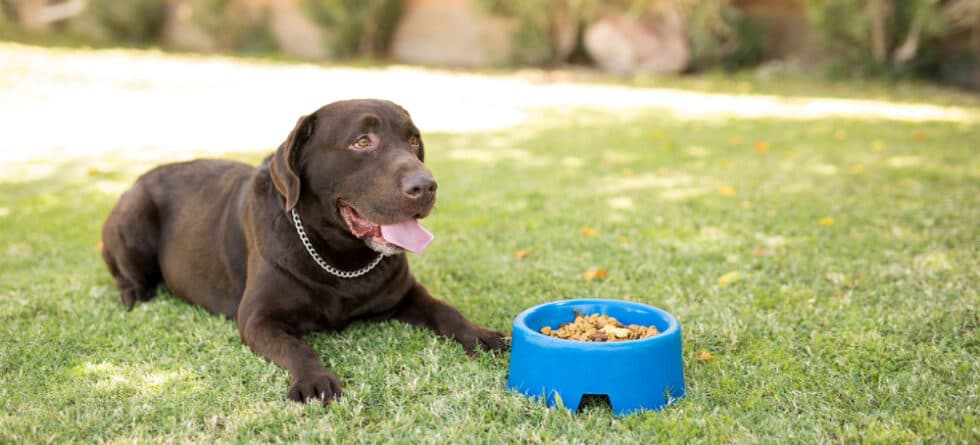 How Many Times A Day Should A Labrador Be Fed?