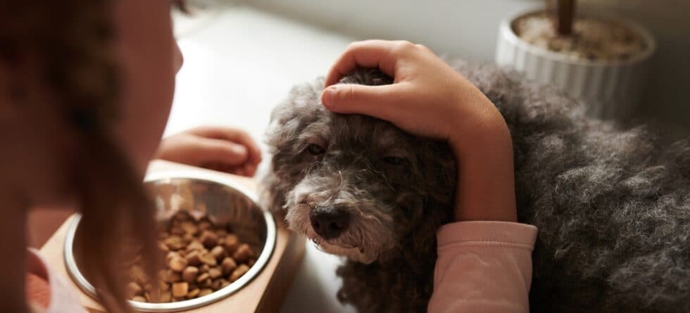 How Many Times Should A Poodle Eat A Day?