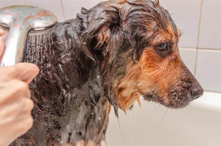 How Often Should I Bathe A German Shepherd?