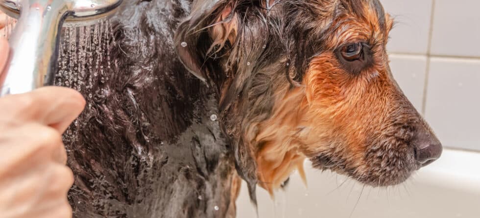 How Often Should I Bathe A German Shepherd?