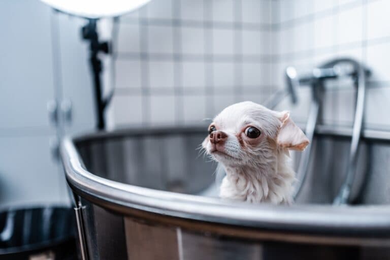 How Often Should I Bathe My Dog Chihuahua?