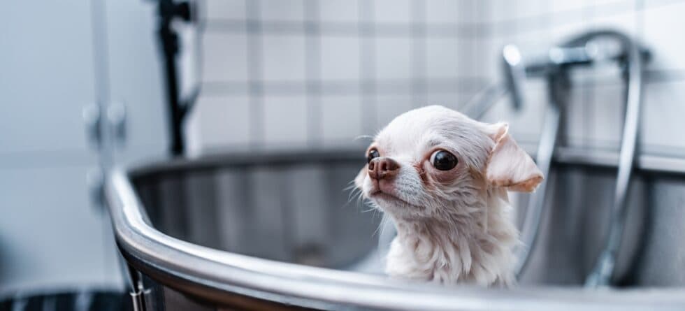 How Often Should I Bathe My Dog Chihuahua?