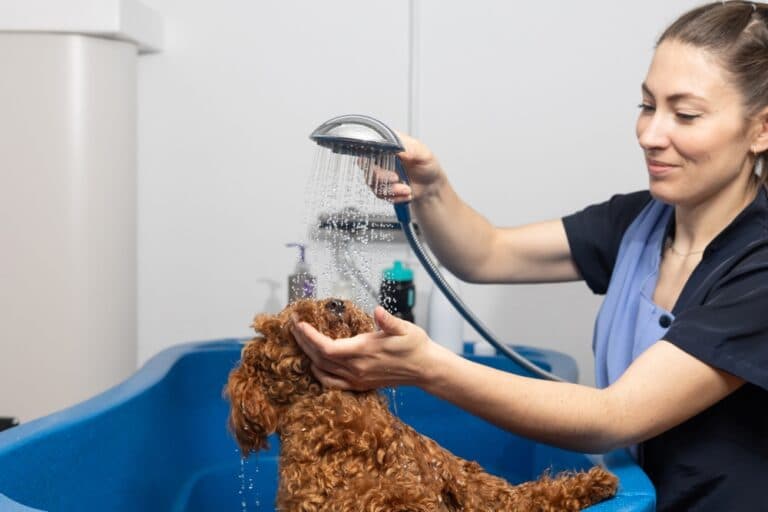 How Often Should I Bathe My Poodle?