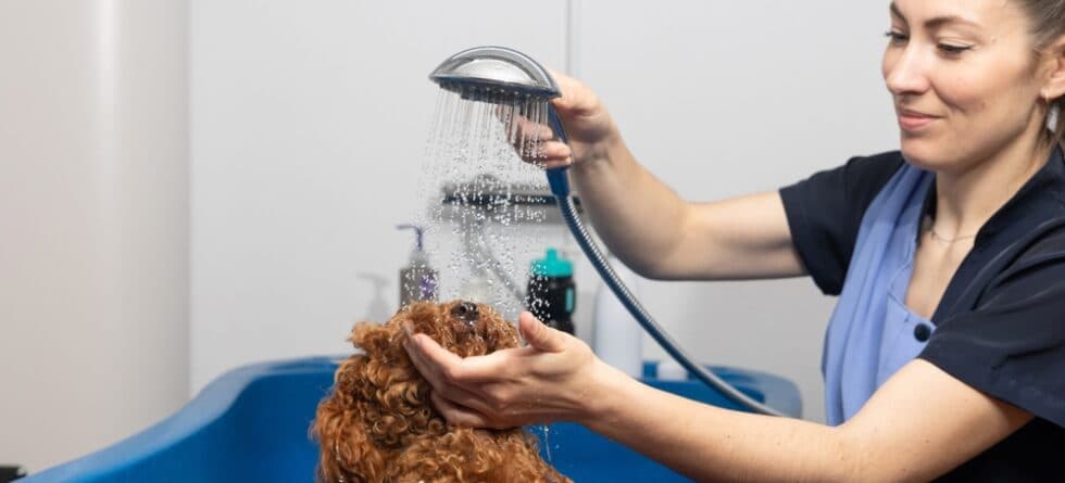 How Often Should I Bathe My Poodle?