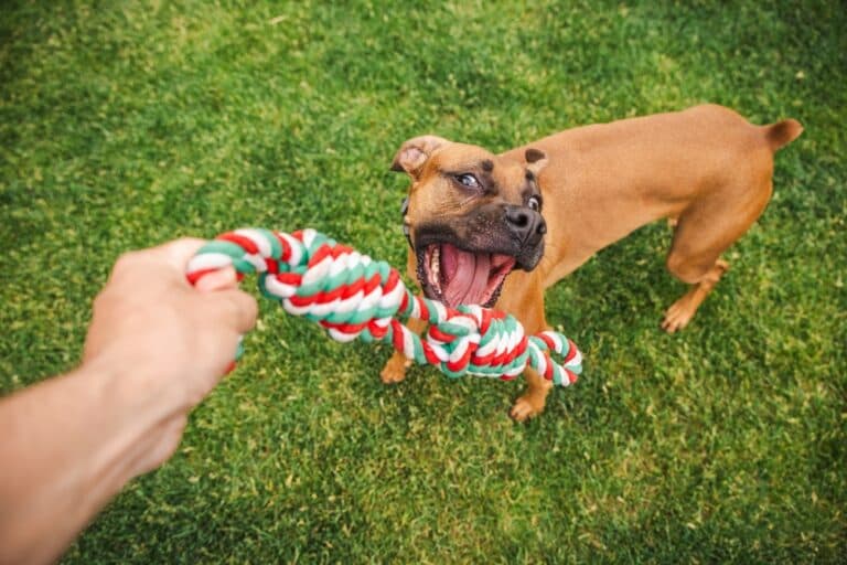 How Often Should You Bathe A Boxer Dog?