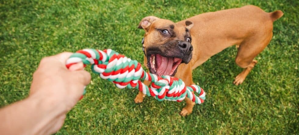 How Often Should You Bathe A Boxer Dog?