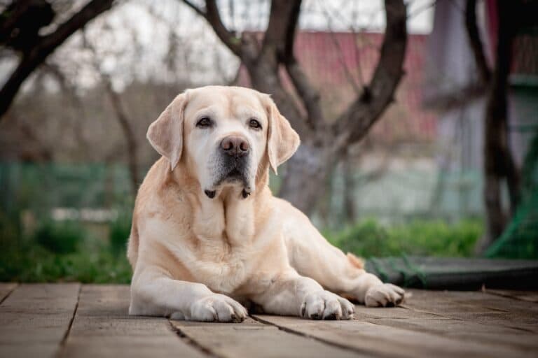 How Stubborn Are Labs?