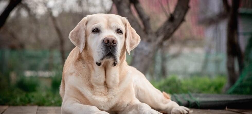 How Stubborn Are Labs?