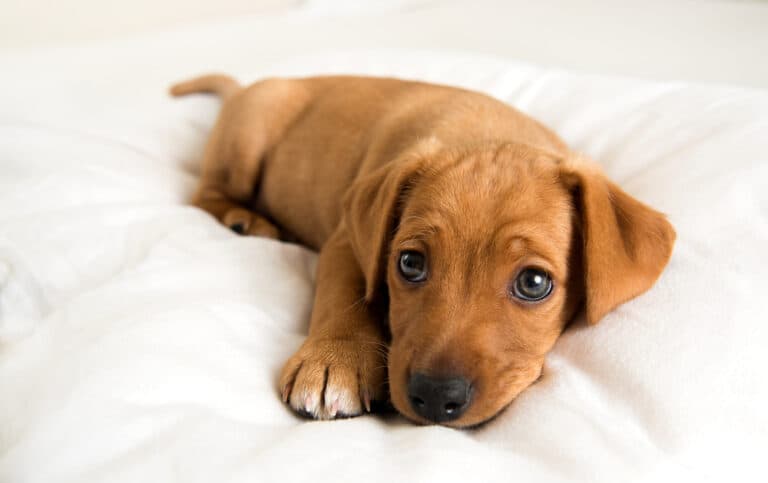 How To Calm Your Dachshund?