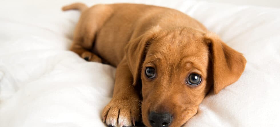 How To Calm Your Dachshund?