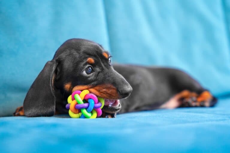 How To Care For A Dachshund Puppy?
