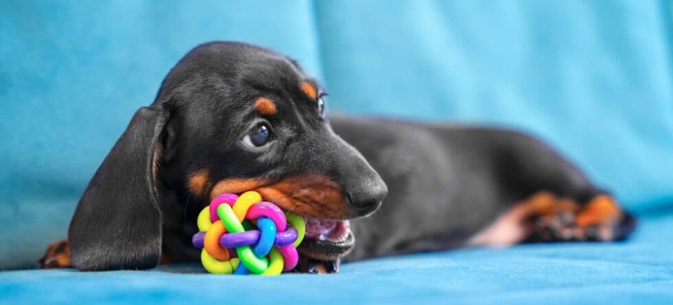 How To Care For A Dachshund Puppy?