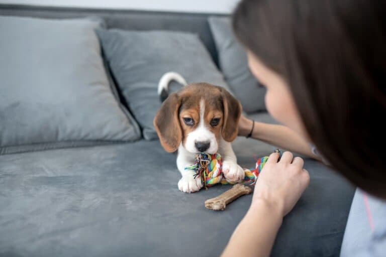 How To Discipline A Beagle?