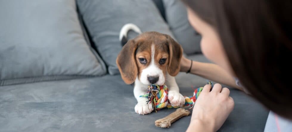 How To Discipline A Beagle?