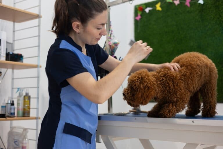 How To Keep A Poodle Smelling Fresh?