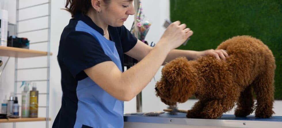 How To Keep A Poodle Smelling Fresh?