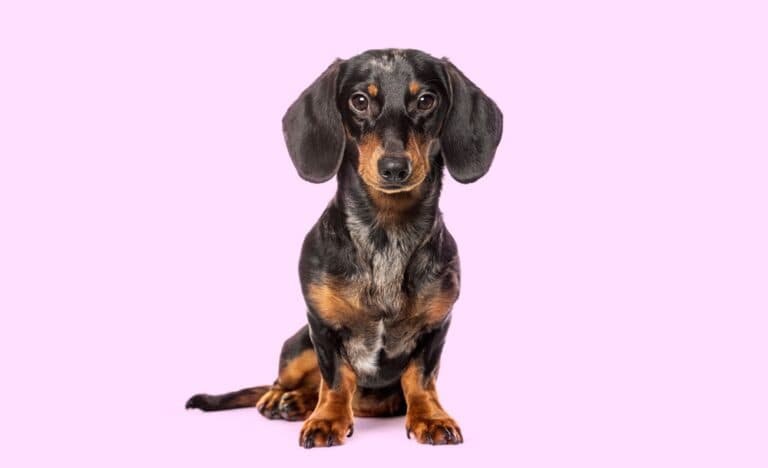 How To Make A Dachshund Happy?