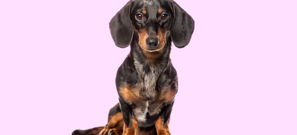 How To Make A Dachshund Happy?