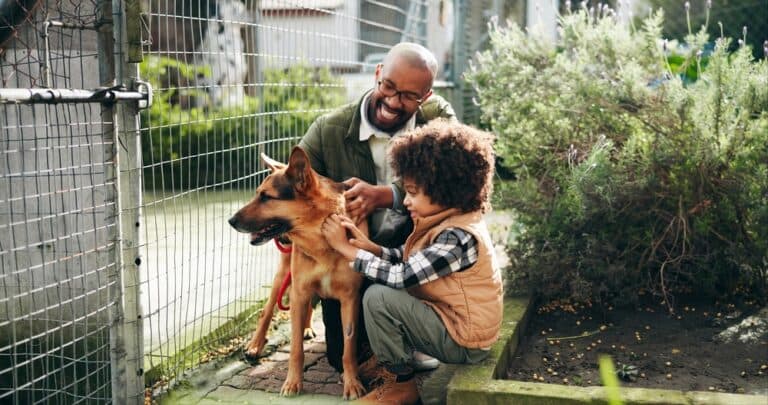 How To Make A German Shepherd Friendly?