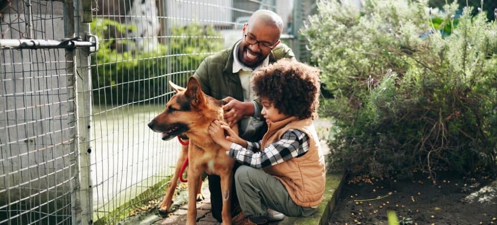 How To Make A German Shepherd Friendly?