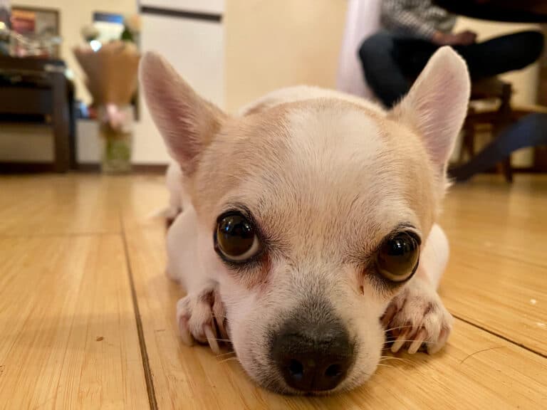 How To Make Your Chihuahua Happy?