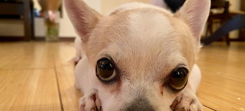 How To Make Your Chihuahua Happy?