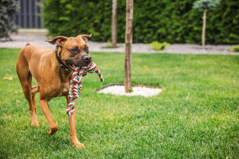 How To Take Care Of A Boxer?