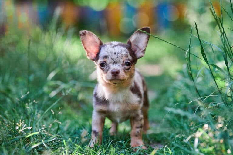 How To Take Care Of A Chihuahua?