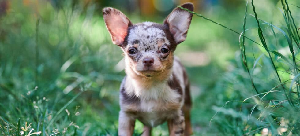 How To Take Care Of A Chihuahua?