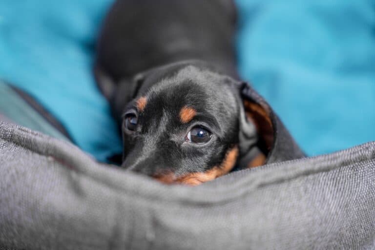 How To Take Care Of A Dachshund?