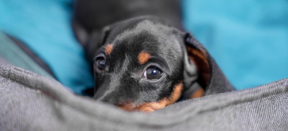 How To Take Care Of A Dachshund?