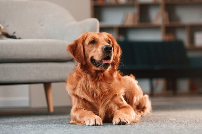 How To Take Care Of A Golden Retriever?