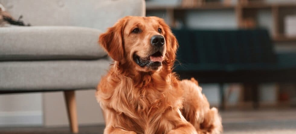 How To Take Care Of A Golden Retriever?